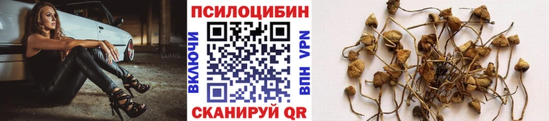blacksprut как войти  Тимашёвск  Галлюциногенные грибы Psilocybe 